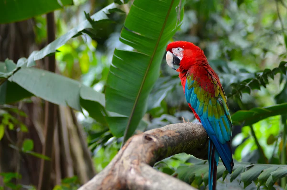 Zoológico de Cali